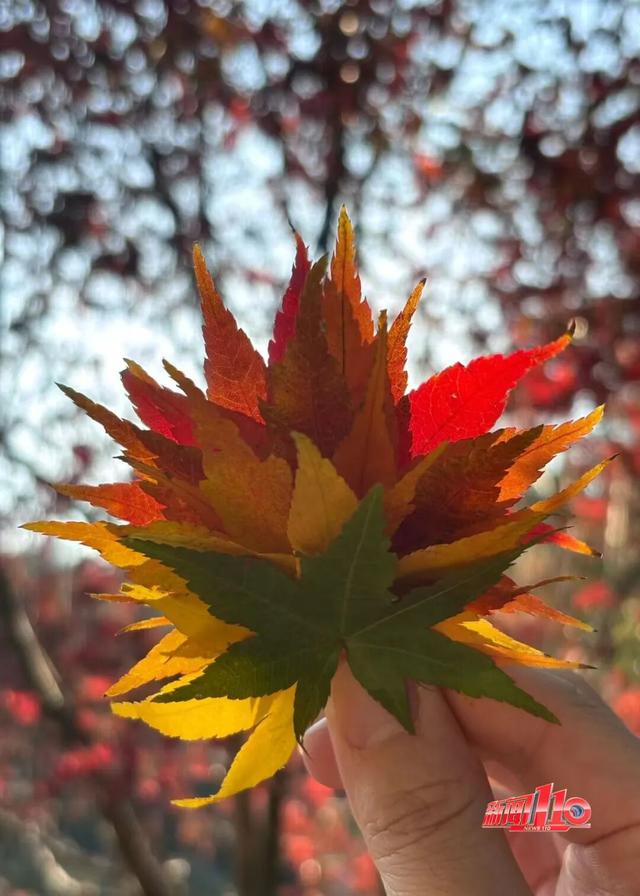 红了！红了！不少福州人都出动了......下周憋大招，强冷空气这天杀到