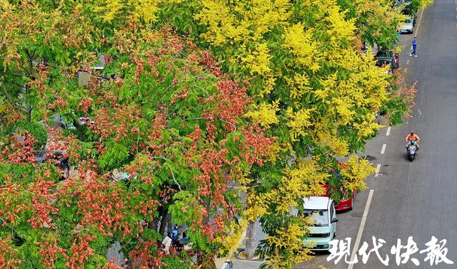 金黄缀枝、“灯笼”初挂，南京栾树把秋意带上枝头
