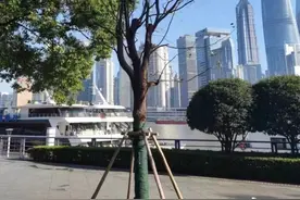 上海外滩一餐厅因视野遮挡砍伐7株香樟被罚47万，已补种完毕图片