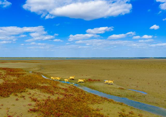 初冬条子泥湿地美如画