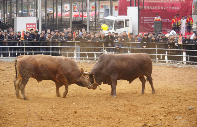 最全攻略，超全玩法！西秀区推出上百场“冬民俗”系列活动！