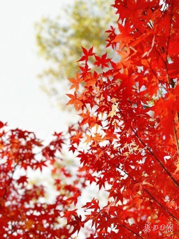 武汉各大公园“霜叶红于二月花”，市民赏枫要趁早