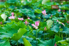 @所有人，黄陂李文三村百亩太空莲迎来盛花期，唇齿留香的莲子等你来采摘图片