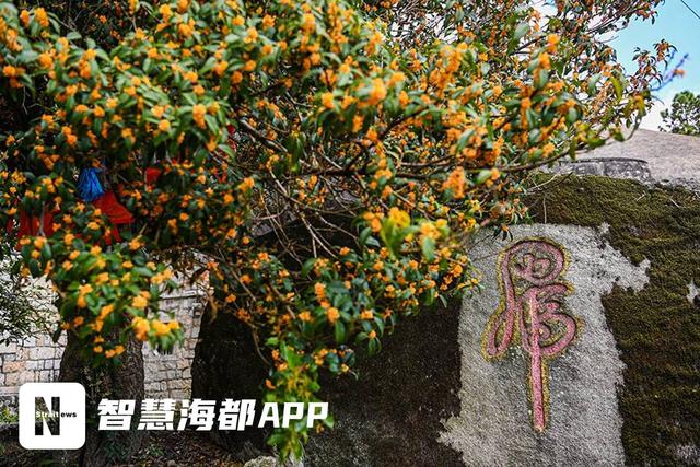 南安官桥一片寺：百年桂树，邂逅秋日