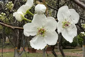 梨花开了，一枝春带雨图片