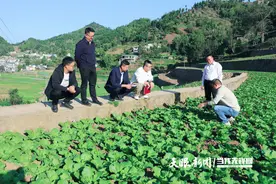 仁怀市三合镇：3500亩“高山娃娃菜”长势喜人图片