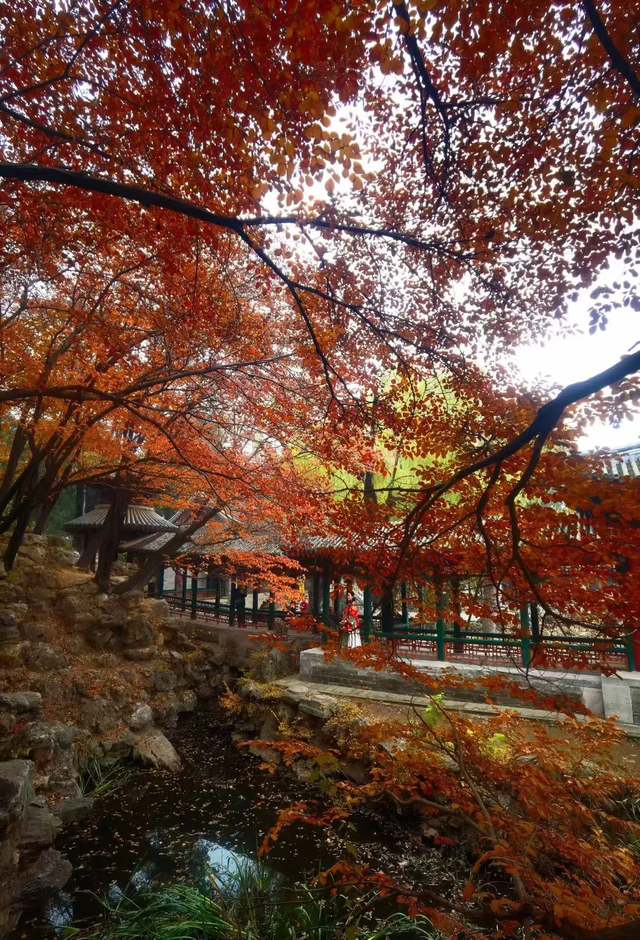 颐和园的秋天太美了