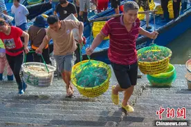 广西北海渔民收获开海第一网渔获图片