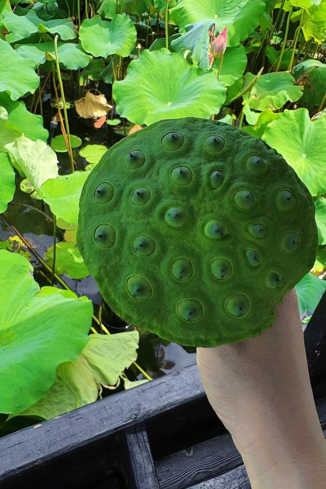 夏日限定！湘湖莲蓬上线，周末100个免费送，西湖莲蓬也快了