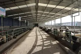 新疆库车：肉羊改良引领畜牧业发展图片