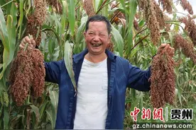 贵州毕节七星关区：硕果缀枝头 产业喜丰收图片