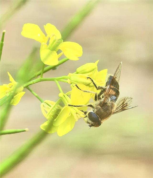 油菜花盛开美如画