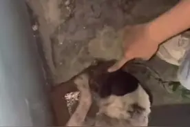 刨土一小时，爪子磨出血……流浪狗救出一只小猫！评论区太暖心了图片