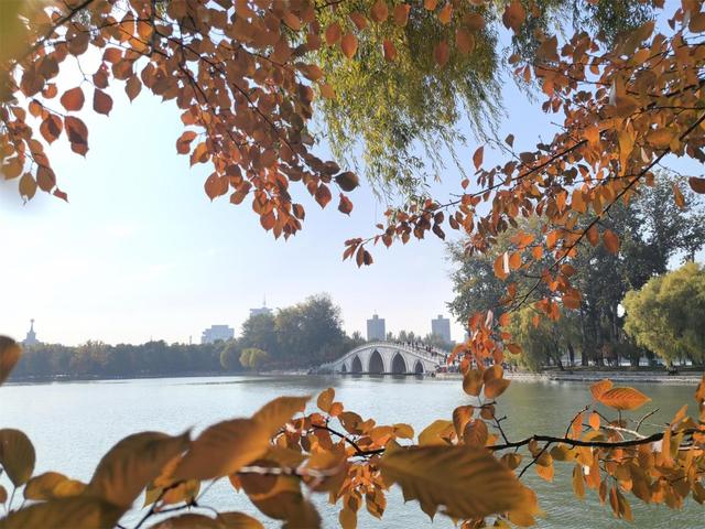 彩叶变色率超85%，玉渊潭公园推出四大赏秋打卡点位