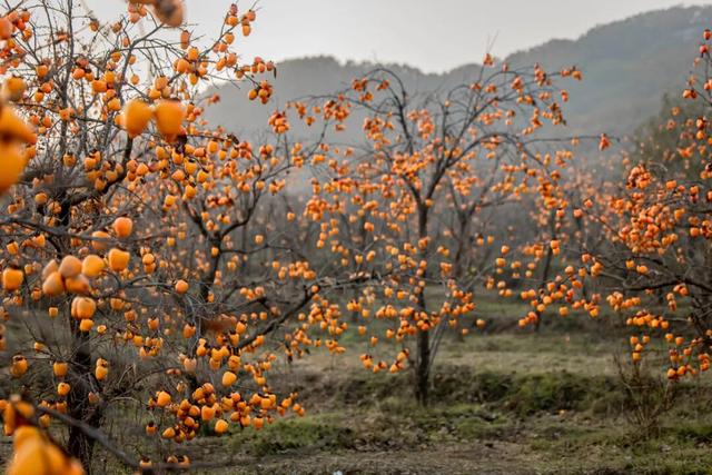 柿子红了！日照这片“柿”情画意，超出片！