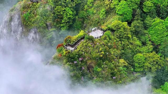 开了！开了！福州开了成片杜鹃花海！快上鼓岭