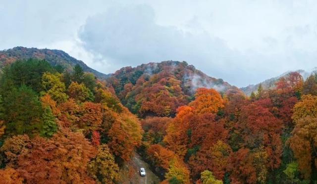 旺苍米仓山红叶迎来了最佳观赏期