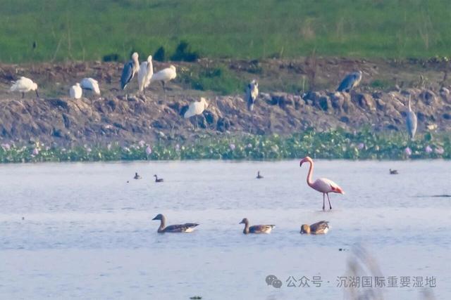 湿地观鸟塔“形似DNA”走红，每层设瞭望口360度观景，峰值可观赏十万只越冬候鸟