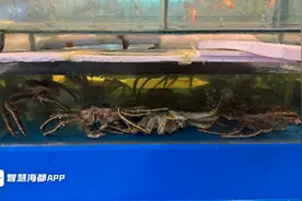 蟹价跳水！福州整只帝王蟹价格跌破千元大关图片