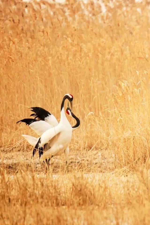 组图|黄海1号，331公里的秋日画廊