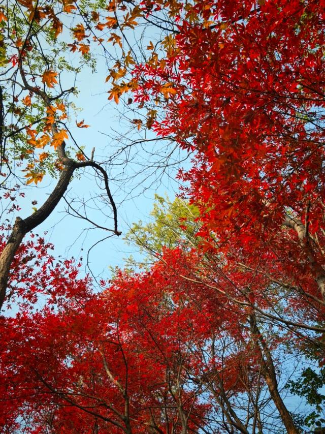 重庆秋色“天花板”火了！最快1小时飚拢！