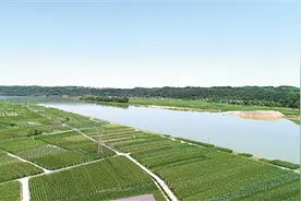 涪江两岸麦冬香（道地药材巡礼·四川篇）图片