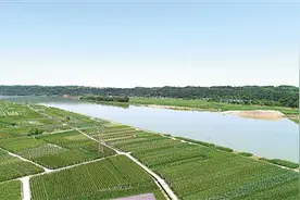 涪江两岸麦冬香（道地药材巡礼·四川篇）图片
