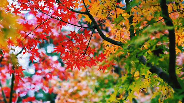 就是现在！大宁公园，美呆了！