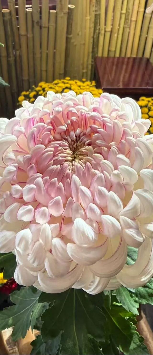 秦淮花事 | 甘熙宅第赏菊正当时（文末有彩蛋）