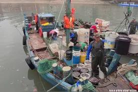 桂东出海记丨大丰收！黄山海蜇开捕，一船最多捞回上万斤图片