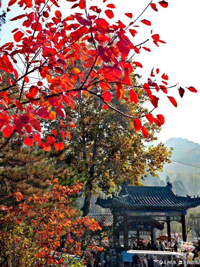 醉美深秋！济南红叶谷红叶引来大批游客