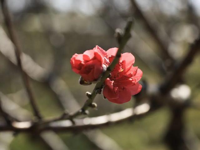 开了！开了！七星岩桃花开了！
