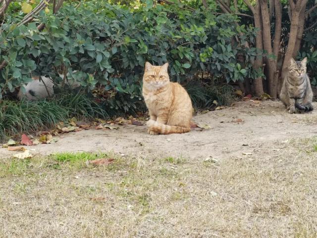 大白鹭现身!寒潮来临前,到环城公园赴一场暖冬之约~