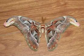 “会飞的蛇头”！云南玉溪一诊所惊现神秘“蛇头蛾”，已被救助放生图片