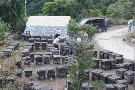 阳江阳西桐油山：冬蜜采收正当时图片