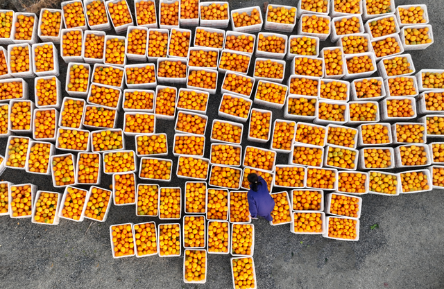 这个周末，来赣州摘脐橙！