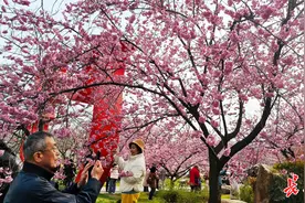 一票游两园，东湖梅樱同赏模式今日开启图片