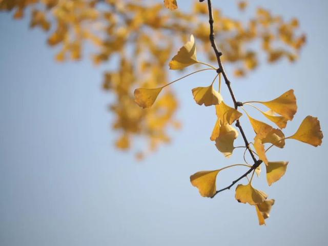 嘉定第一波银杏叶变黄啦！秋日氛围拉满~