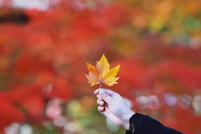 红墙+银杏已就位，本周拍照打卡攻略出炉！