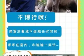大熊猫感冒也会流鼻涕！滚滚也会感冒图片