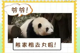 大熊猫感冒也会流鼻涕！滚滚也会感冒图片