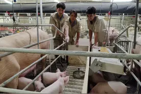 记者实探牧原养殖场：一线养猪月薪为何能超3万元图片