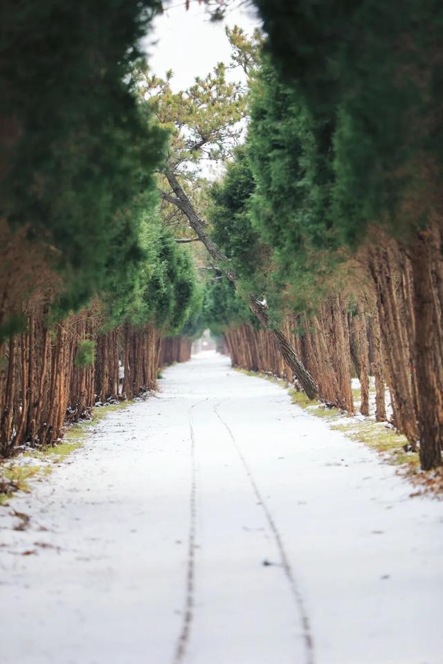 雪后的日照，美成水墨画！附最新闭园公告！