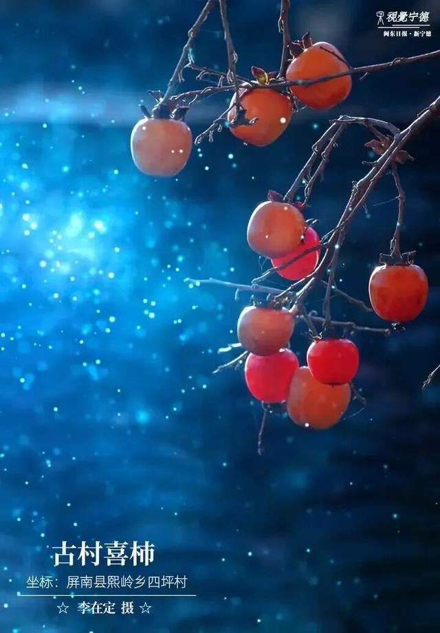 走！去屏南！这些柿子打卡点请收好→