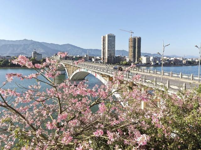 融江河畔“美人树”盛放 粉妆冬日添浪漫