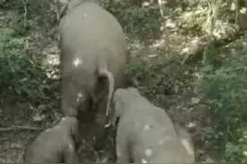 象妈妈“霸气护崽” 想往前冲的象宝被“教训”图片