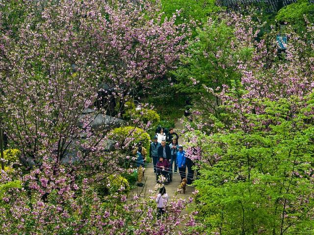文脉铸魂，文旅破圈！彭州五年文化繁荣“高光答卷”震撼来袭