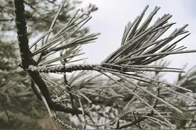 四明山下雪子了图片