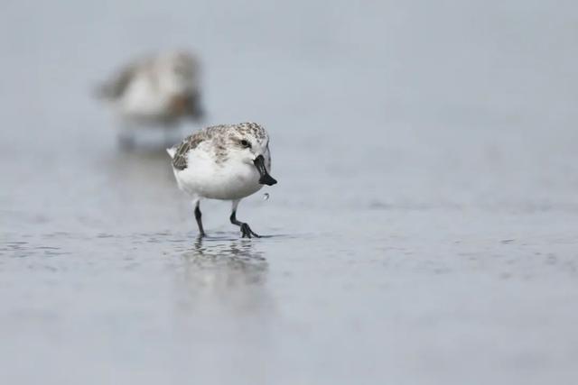 欢迎永州兄弟！盐城景区免费游