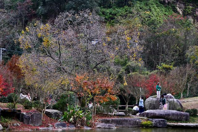 福州九峰村冬景迷人